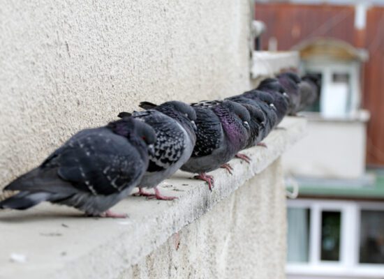 pigeons, on, the, side, of, a, building